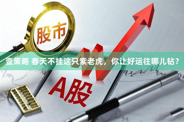 壹策略 春天不挂这只紫老虎，你让好运往哪儿钻？